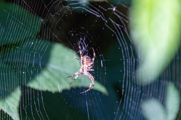 spider on a web