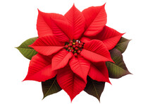 A Red Poinsettia Isolated On A White Background PNG