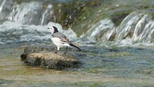 Motacilla Alba Bird Or White Wagtail Resting On Stone Peeking Out Of The Water, Shake Body Puffs Its Feathers Out And Poo, Small Brook Cascades In Background
