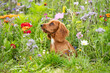 Dogs in wildflowers