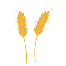 Wheat Ears Icon Isolated On Transparent And White Background. Close-up Element For Autumn Design Decoration For Thanksgiving Holiday And Harvest Fest. Natural Vector Illustration In Cartoon Flat Style
