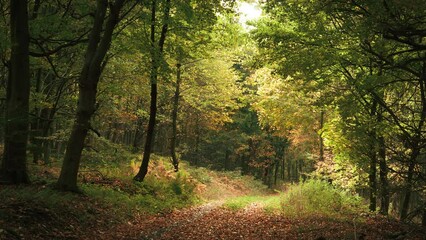 Wall Mural - Autumn forest scenery with the leaves falling, magical seasonal mood in nature on a path leading through the colorful trees, panning footage
