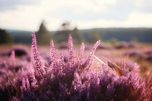 Blurry Summer Backdrop Of Pink And Purple Heather In Bloom. Generative AI