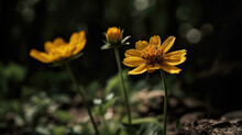Close-up Of Two Yellow Flowers, One In Foreground And Another Behind It. They Are Both Standing On Their Own Stems, With Stem Of Flower In Background Being Slightly Taller Than That Of Frontal Flower.