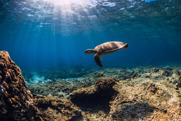 Wall Mural - Turtle underwater in transparent blue ocean. Sea turtle swimming in sea