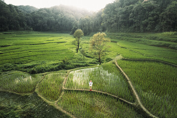 Poster - Rice fields in rural forest at dusk