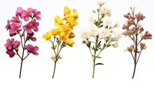 Set Of Small Sprigs Of Yellow Flowers Of Berberis Thunbergii, Pink Chamelaucium And White Gypsophila On White Background.
