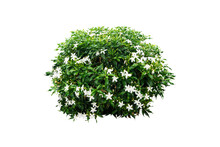 Green Bush With White Flowers Isolated