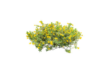 yellow flowers plant isolated, flowers bush