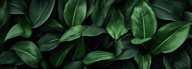  Nature leaves, green tropical forest, backgound illustration concept