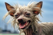 Ugly Angry Dog With A Bad Hair Day