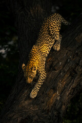 Wall Mural - Leopard walks down forked tree in shade