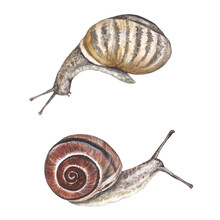 Set Of Brown Forest Snails. Watercolor Illustration Isolated On Transparent Background