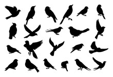 Set Of Bird Silhouettes On Isolated Background