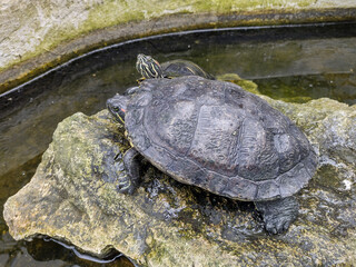 Poster - Two turtles on a stone