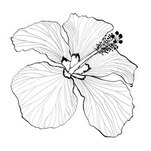 Black Line Hawaiian Hibiscus Flower Chenese Rose. Flora And Isolated Botany Plant With Petals. Tropical Karkade Or Bissap Herbal Tea.