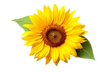 A Sunflower On A White Background Isolated PNG