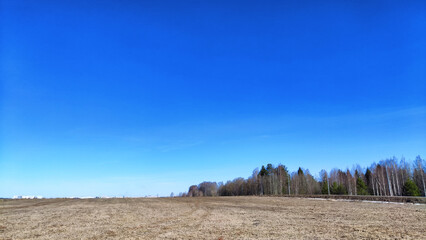 Wall Mural - Spring or autumn landscape with Field full of last year's yellow grass and clean blue sky in beautiful sunny day. Forest with trees on the horizon at the background