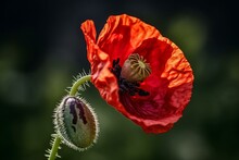 Picture Of A Bold Red Poppy Blossom Beside A Seed Pod. Generative AI