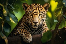 Adorable Jaguar Resting On Lush Jungle Tree. Generative AI