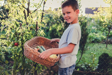Wall Mural - Little boy in the garden with a basket of vegetables. A small child standing in the garden on a beautiful sunny day. Boy outdoors in the garden. Copy space.
