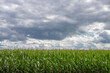 Corn field with beautiful summer skies