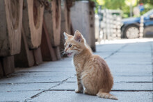 Adorable Little Stray Kitten On Street  Closeup