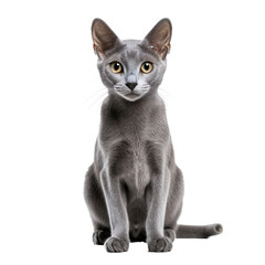 Wall Mural - Grey Cat