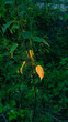 single yellow leaf among the green forest