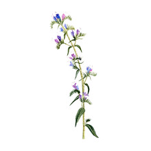 Watercolor Drawing Plant Of Blueweed With Leaves And Flowers, Viper's Bugloss, Echium Vulgare Isolated At White Background, Natural Element, Hand Drawn Botanical Illustration