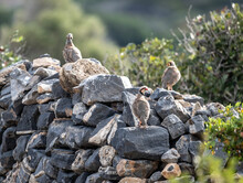 European Rock Partridge In Natural Conditions In The Steppe Zone Of The Island Of Crete In Summer