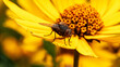 Eine Fliege auf einer gelben Blume