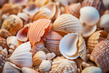 White Beige And Orange Macro Background Of Seashells On Beach In Daylight. Ocean Underwater Life Concept
