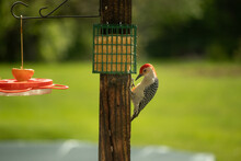 This Beautiful Red-bellied Woodpecker Is Clinging To The Side Of The Wooden Post. He Is Perched Here To Eat Suet From The Cage. His Gorgeous Red Head Is So Bright With Cute Little Striped Feathers.