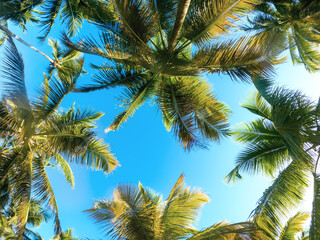 Tropical Background with palm