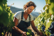 mature woman working in the vineyard with grapes
