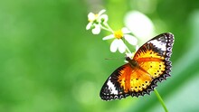Beautiful Butterfly Clinging To A White Flower On A Green Background. Nature Video For Background.