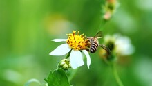 A Bee On A Flower Just Looking For Nectar In A Flower, Video For Nature Background