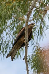 Canvas Print - Beautiful black kite perched atop a wooden branch in Karachi, Pakistan