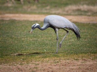 Wall Mural - Heron at the Parc de la Tete d'Or in Lyon in France