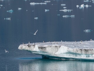 Sticker - Picturesque landscape of an iceberg in the water with a backdrop of snow-covered mountains