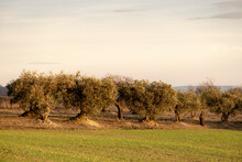Countryside Landscape During Autumn With Several Olive Trees In The Region Of The Province Of Lleida In Catalonia In Spain