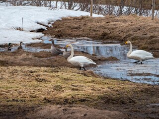 Canvas Print - Group of birds congregates on a lush green grassy field by a tranquil flowing stream