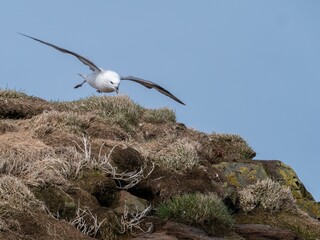 Sticker - Seagull flying low over some rocks and grass next to a rocky mountain