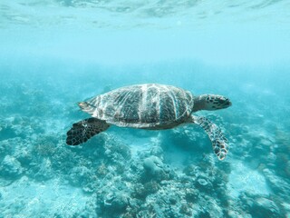 Wall Mural - Sea turtle peacefully gliding through the clear blue waters of the ocean