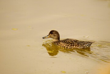 Sticker - Closeup of a mallard or wild duck (Anas platyrhynchos) swimming in a lake