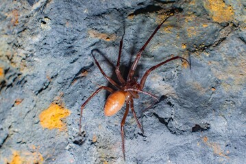 Sticker - Closeup of a Cave orbweaver Spider