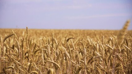 Poster - Beautiful shot of wheat farmland with blue sky in the background