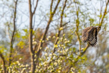 Wall Mural - Hawk is soaring gracefully through lush trees and bushes