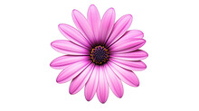 Beautiful Pink African Daisy Flower Isolated On White Background. Generative AI